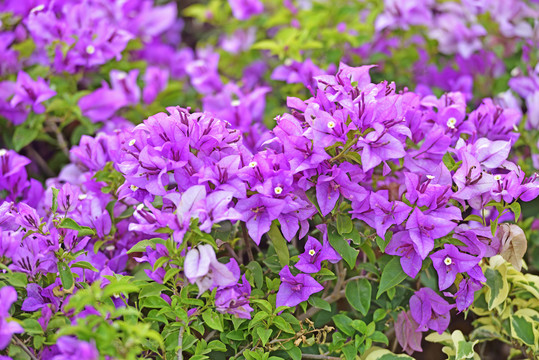 簕杜鹃品种之巴西紫