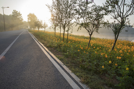 道路绿化