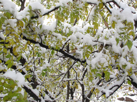 树上的积雪