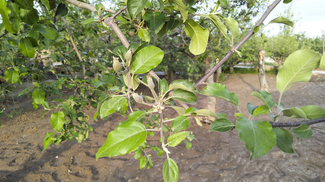 小苹果