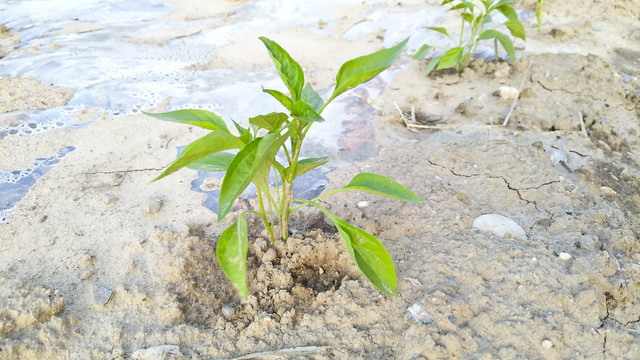 辣椒植株