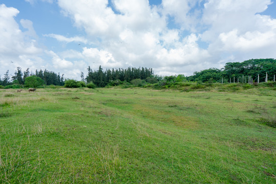 海南热带河床上的绿草地