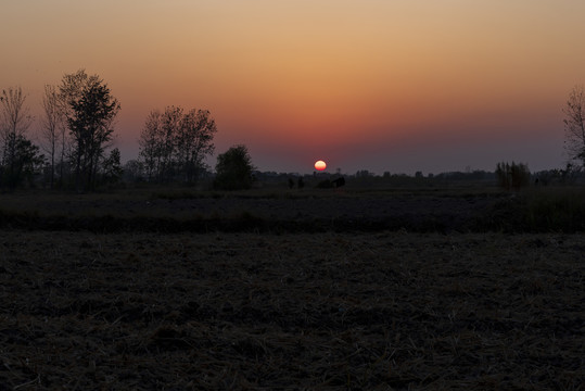 夕阳红