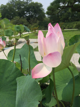 芙蓉初绽