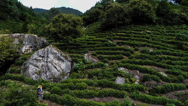 高山茶园风光