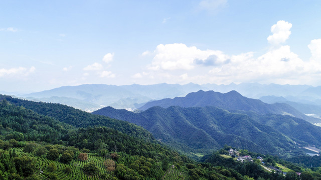 高山茶园风光