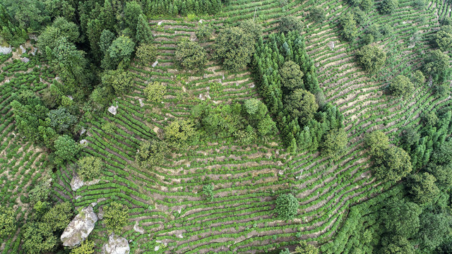 高山茶园风光