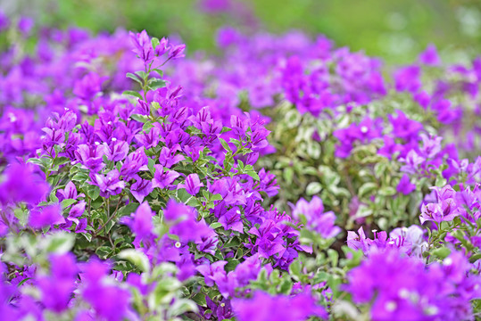 簕杜鹃品种之绿叶浅紫