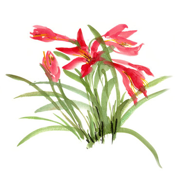 紅色的花朵