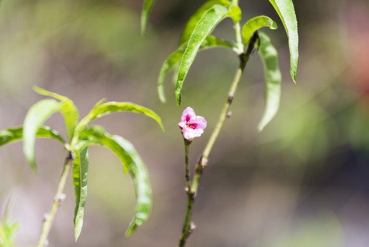 桃花