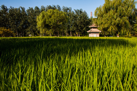 北京玉泉山京西稻