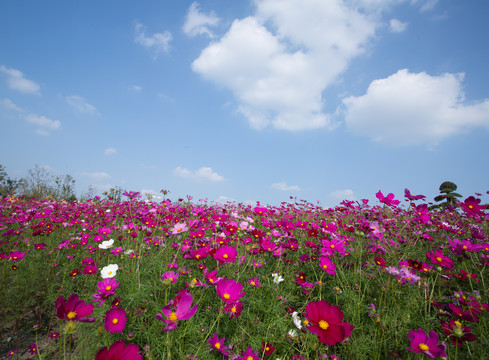 格桑花