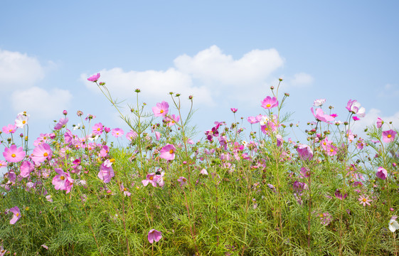 格桑花