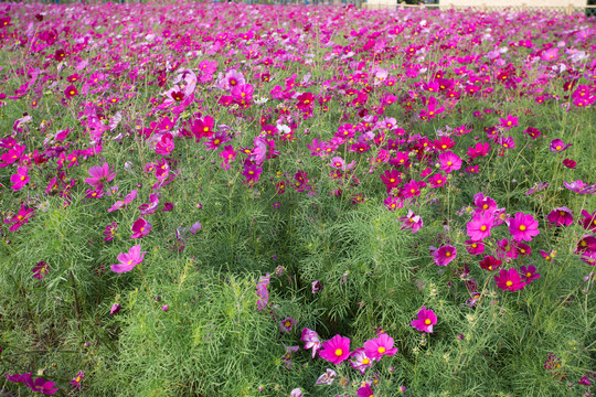 格桑花