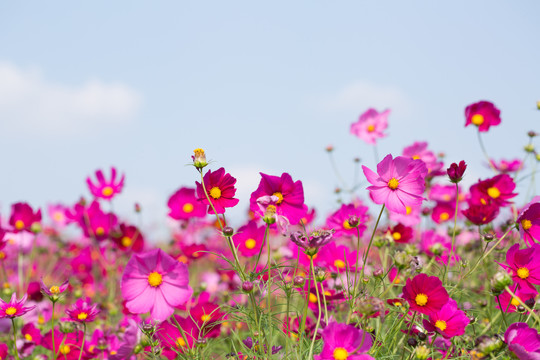 格桑花