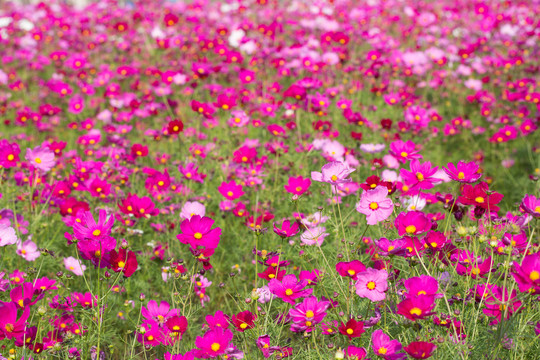 格桑花