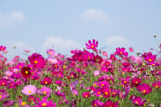 格桑花