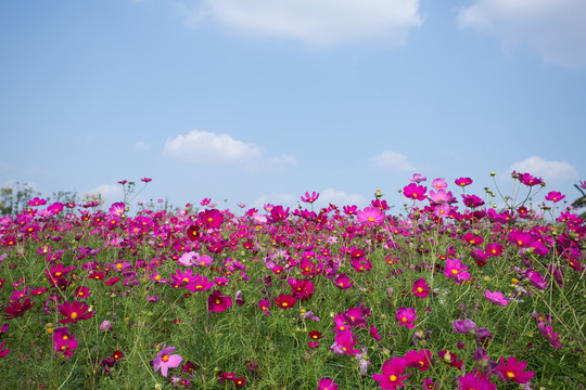 格桑花