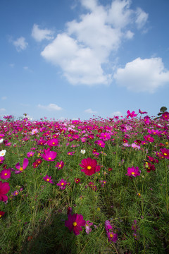 格桑花