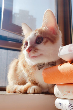 小橘猫可爱喵星人