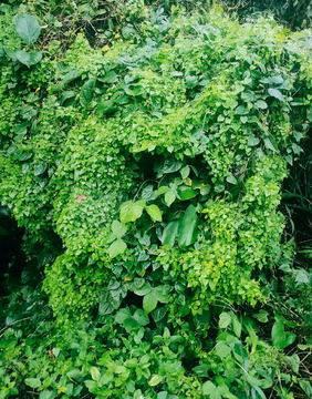 植物背景