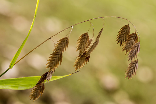 小盼草