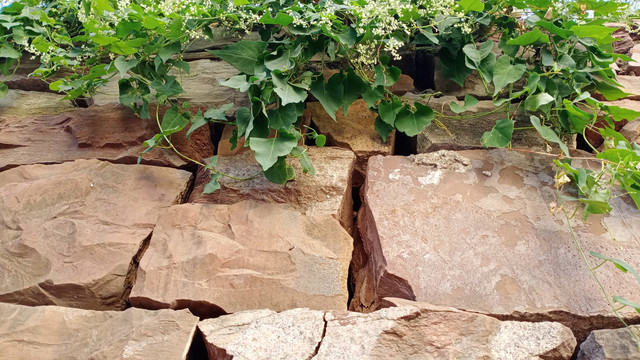 石墙与藤蔓