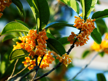 桂花树