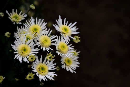 稀有品种菊花