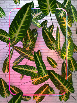 象耳叶植物背景墙