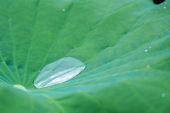 荷叶上的水珠