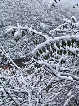 雪景