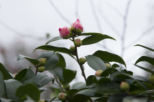 山茶花