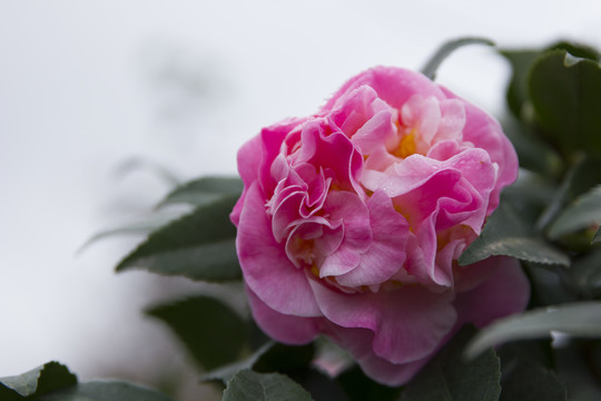 山茶花