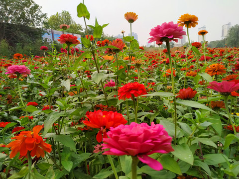 百日菊