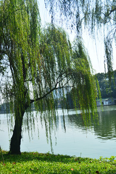 池塘垂柳风景