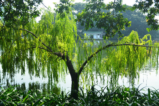 春天的绿柳柳树风景