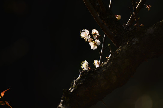 梅树梅花花朵图片