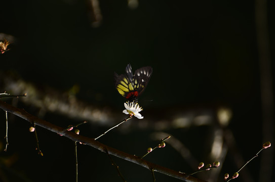 蝴蝶恋梅花图片