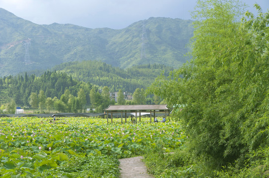 山村绿意美景