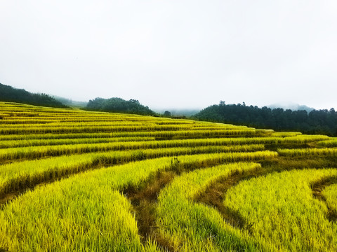 欧家梯田