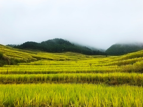 欧家梯田