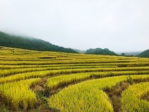 欧家梯田