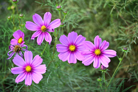 格桑花