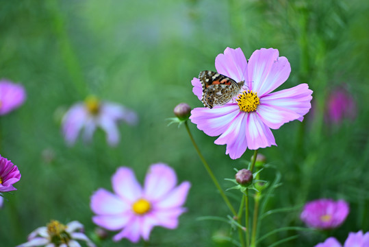 格桑花