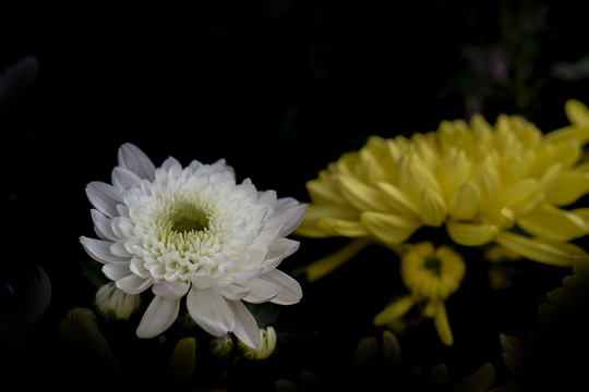 菊花特写