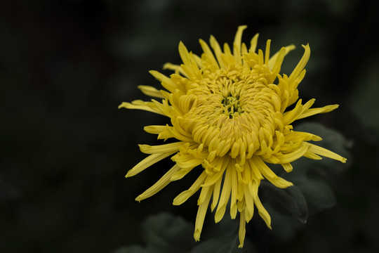 菊花特写