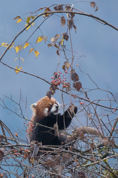 小熊猫