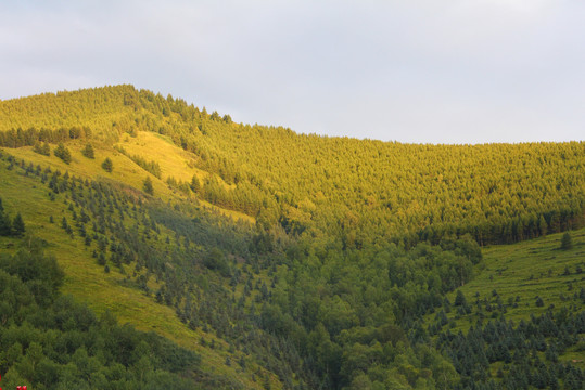 芦芽山