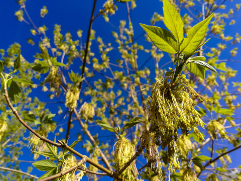 枫树春季开花